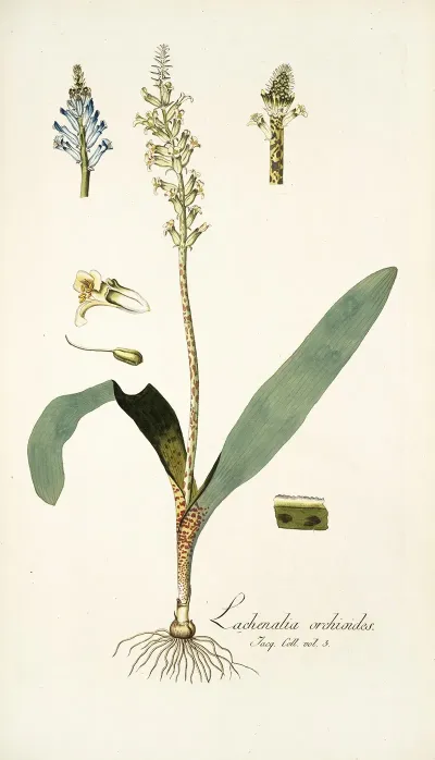 Lachenalia Orchioides