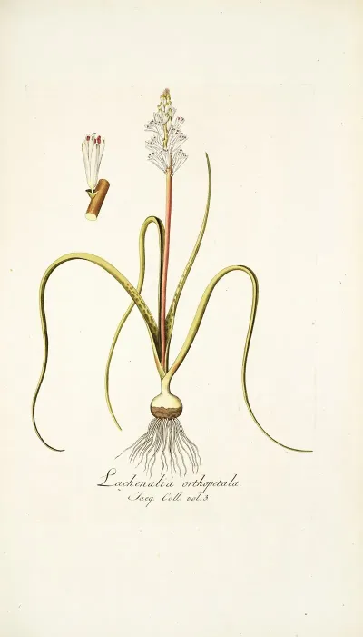 Lachenalia Orthopetala