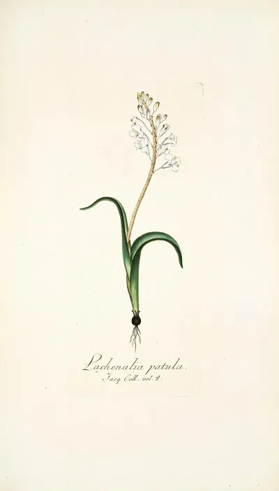 Lachenalia Patula