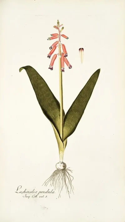 Lachenalia Pendula