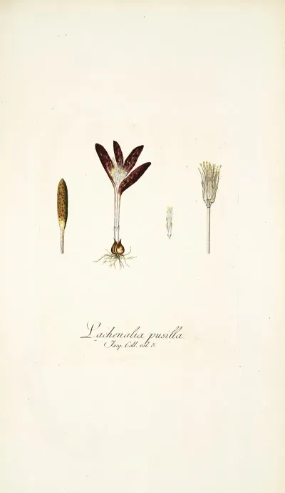 Lachenalia Pusilla