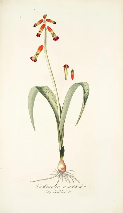 Lachenalia Quadricolor