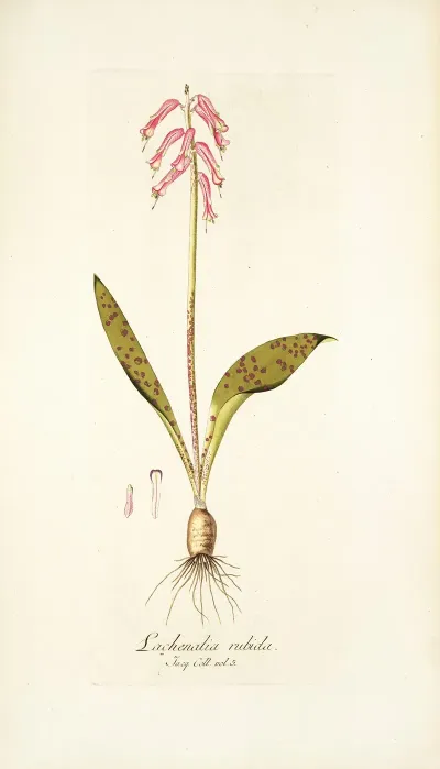Lachenalia Rubida