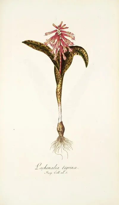 Lachenalia Tigrina