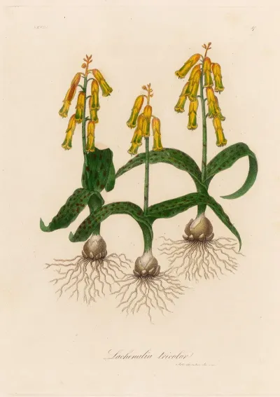 Lachenalia Tricolor 2