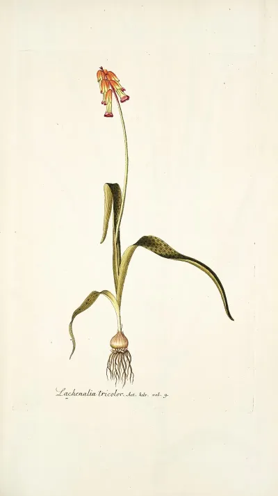 Lachenalia Tricolor