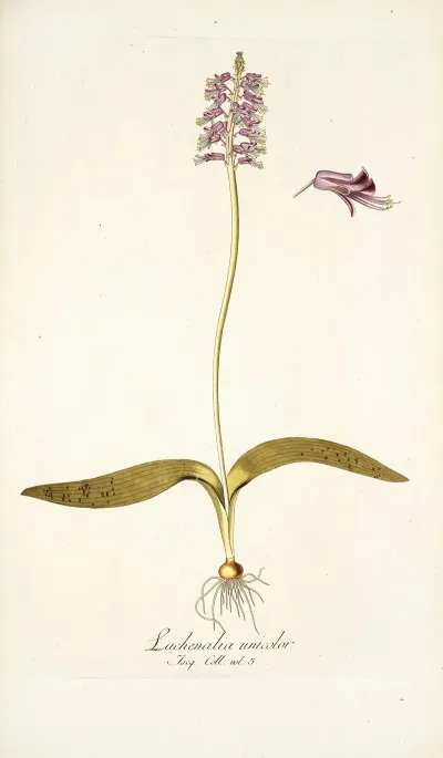 Lachenalia Unicolor