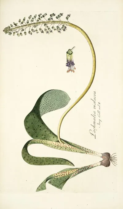 Lachenalia Violacea