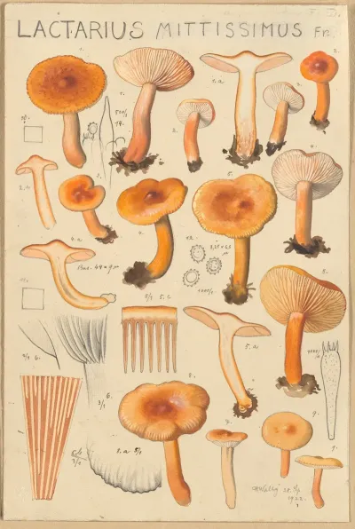 Lactarius Camphoratus Lactarius Mittissimus
