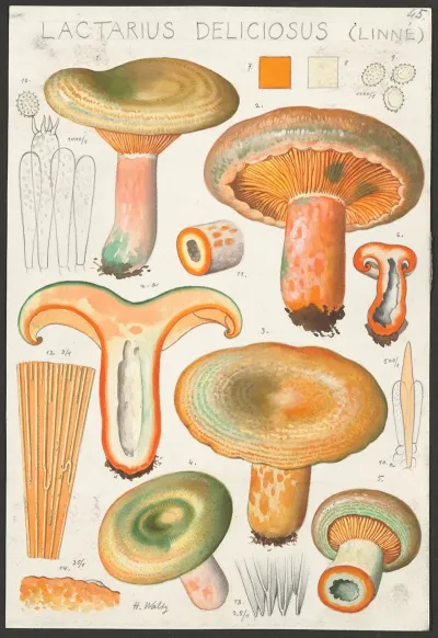 Lactarius Deliciosus Linne