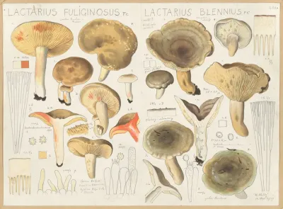 Lactarius Fuliginosus Lactarius Blennius