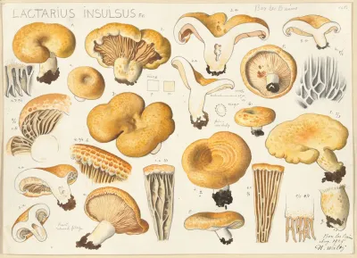 Lactarius Insulsus Fr