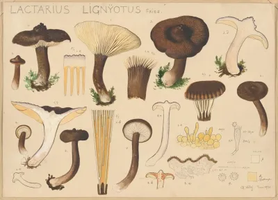 Lactarius Lignyotus Fries