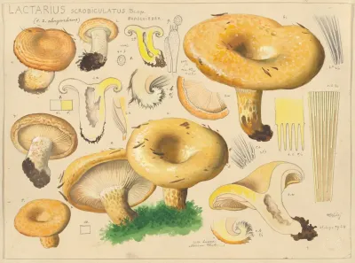 Lactarius Scrobiculatus Scop