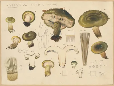Lactarius Turpis Weinm 1836