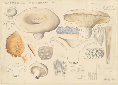 Lactarius Vellereus Fr