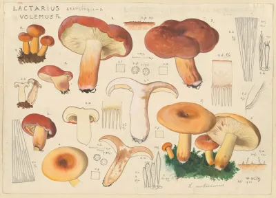 Lactarius Volemus Fr