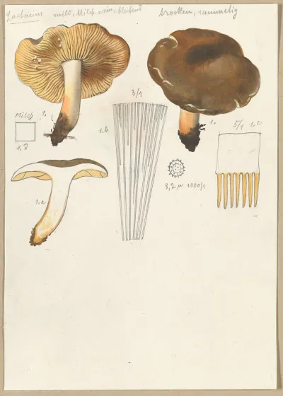 Lactarius