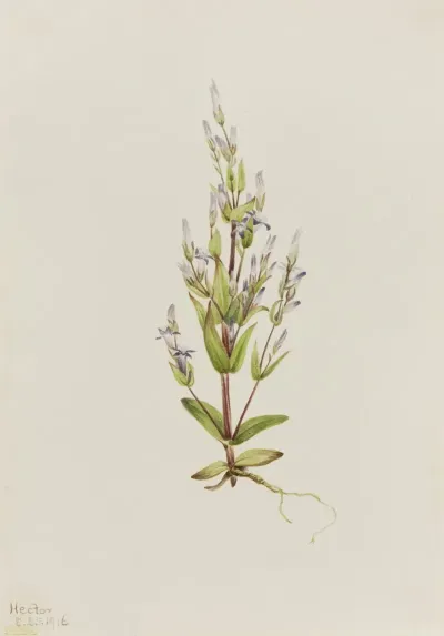 Ladder Gentian Gentiana Acuta 2
