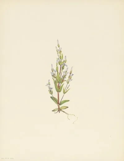 Ladder Gentian Gentiana Acuta 3