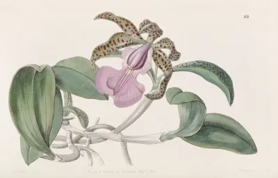 Lady Aclands Cattleya