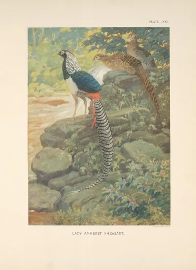 Lady Amherst Pheasant Chrysophus Amherstiae