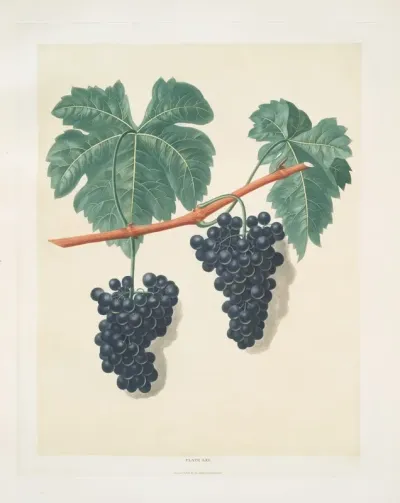 Lady Bathursts Tokay Grapes