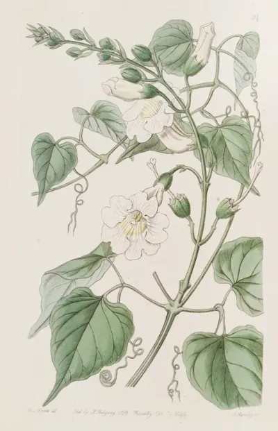 Lady Carolines Bignonia