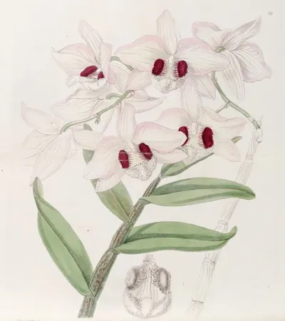 Lady Dalhousies Dendrobium