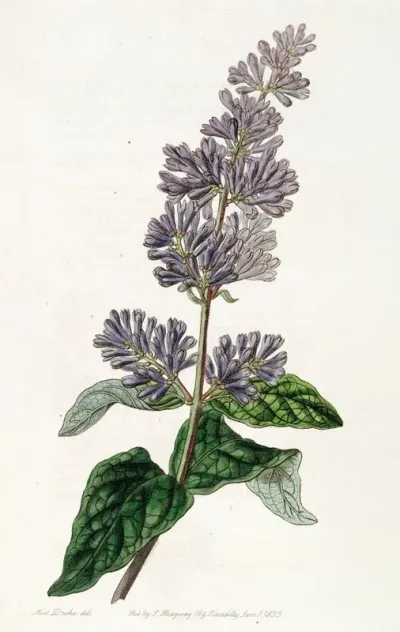 Lady Josikas Lilac