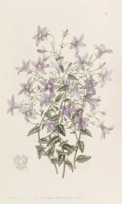 Laeflings Bellflower