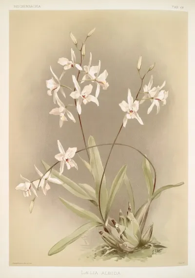 Laelia Albida