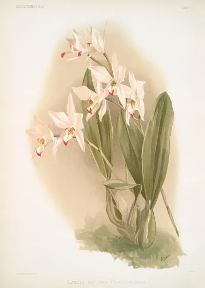 Laelia Anceps Percivaliana