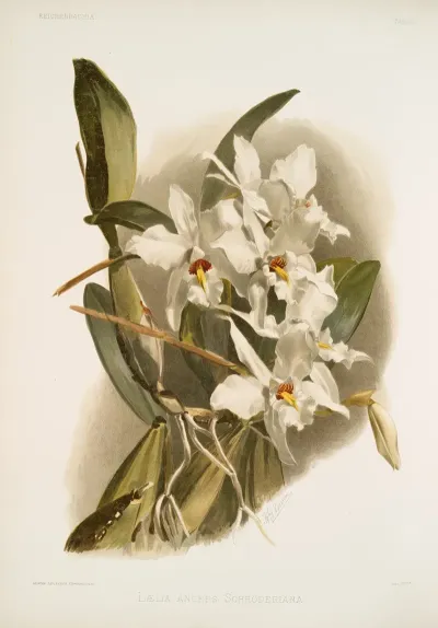 Laelia Anceps Schroderiana
