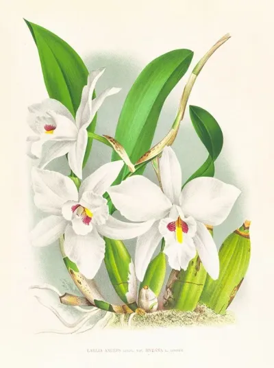 Laelia Anceps Var Hyeana