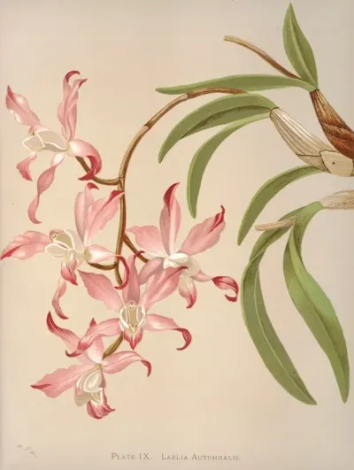 Laelia Autumnalis 2