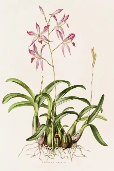 Laelia Autumnalis