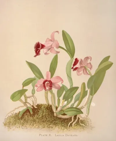 Laelia Dayeana
