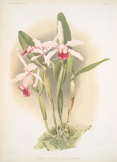 Laelia Elegans Schilleriana