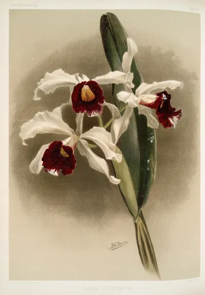 Laelia Purpurata