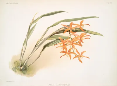 Laella Harpophylla