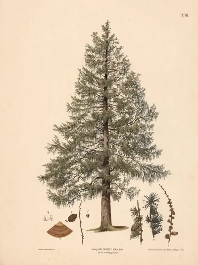Laerk