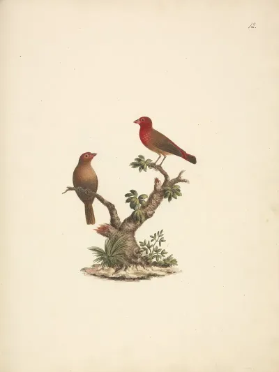 Lagonosticta Senegala Red Billed Firefinch