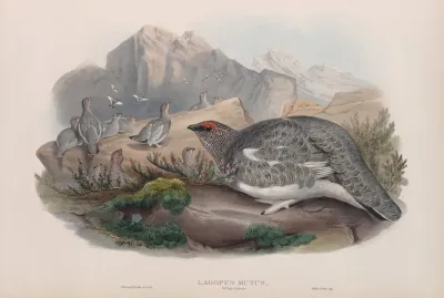 Lagopus Mutus Autumn Plumage Ptarmigan Autumn Plumage