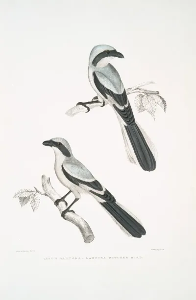 Lahtora Butcher Bird Lanius Lahtora