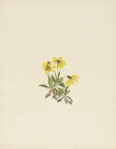Lake Louise Arnica Arnica Louiseana 2