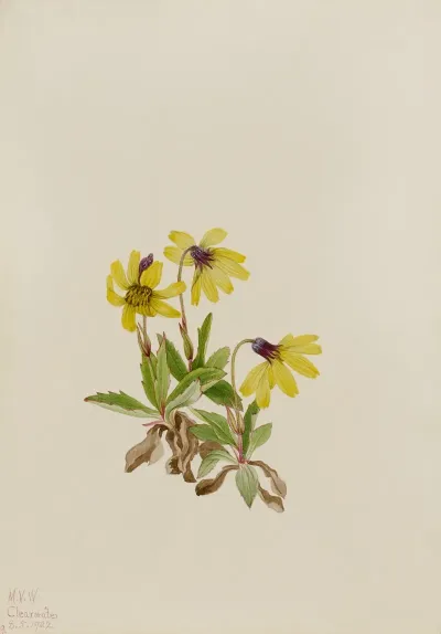 Lake Louise Arnica Arnica Louisiana 2