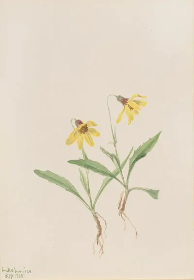 Lake Louise Arnica Arnica Louisiana