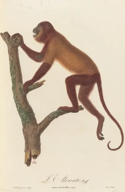 Lalouate