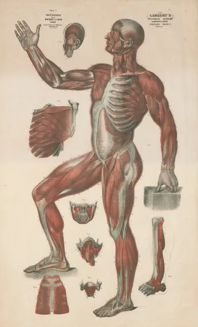 Lamberts Pictorial Anatomy Pl 2